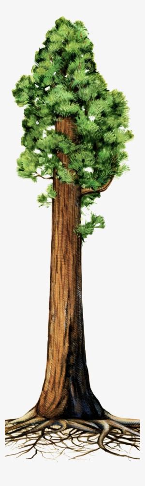 Redwood Tree Clipart Clip Art Library