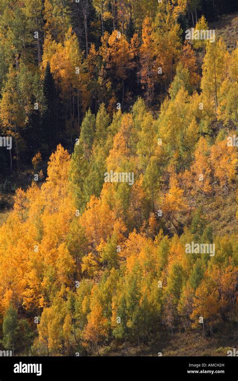 Fall Foliage, Colorado Stock Photo - Alamy