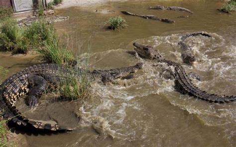 The island fast becoming the 'crocodile attack capital of the world’