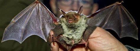 Greater mouse eared bat - Alchetron, the free social encyclopedia