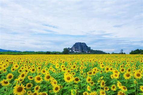 5 Instagram-Worthy Sunflower Fields You Should Visit Across Asia