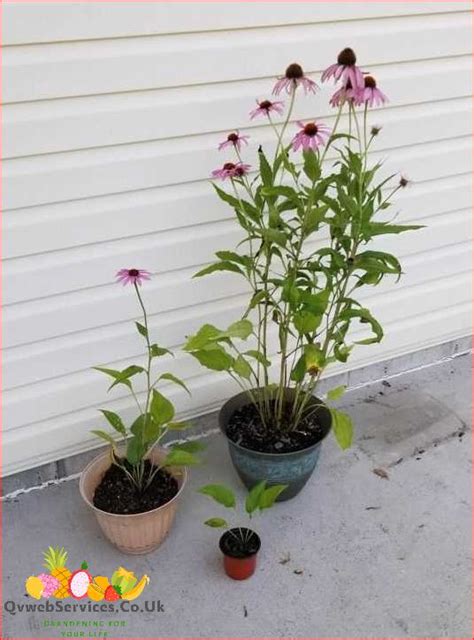 Step By Step Guide How To Grow Echinacea In Pots June 2024