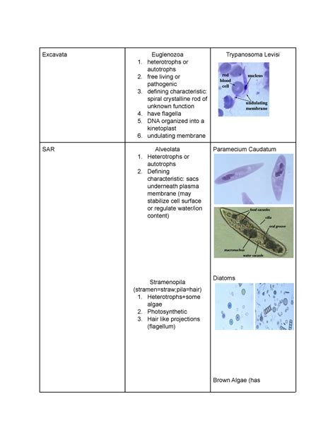 Charts For Protists Bio Ii Lecture Notes Excavata Euglenozoa 1 Heterotrophs Or Autotrophs 2