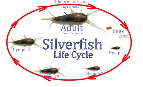 The Silverfish that You Squish | Rice University Insect Biology Blog