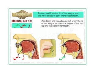 Articulation Points of Arabic Alphabet Letters, Makharij ul Huruf | PPT