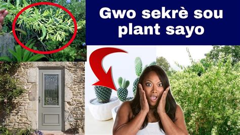 Pa Mete Plant Sayo Lakay Ou Gen Gwo Danje Nan Plant Sayo Wap Sezi