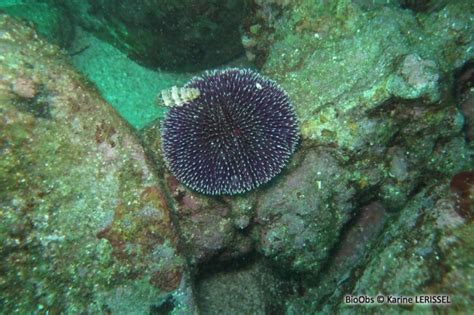 Violet Sea Urchin • Sphaerechinus Granularis • Echinoderms