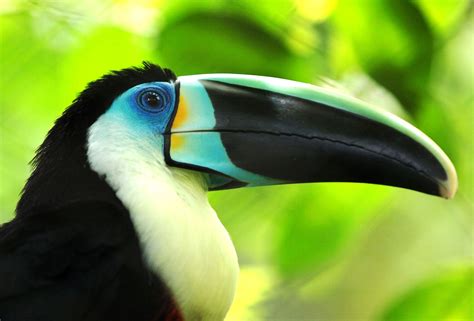 superbe toucan