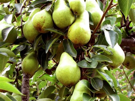 How To Grow A Pear Tree From Seeds Plant Instructions