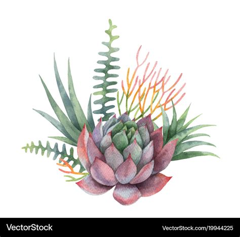 Watercolor Bouquet Of Cacti And Succulent Vector Image