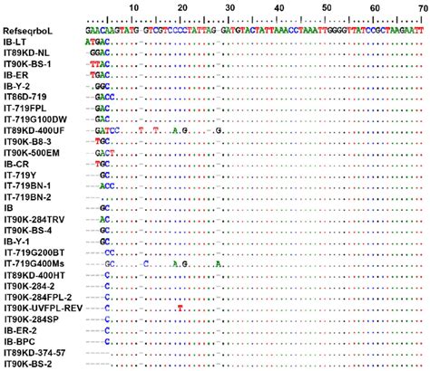 RbcL Sequence Alignment Of Cowpea Mutants With Their Parents