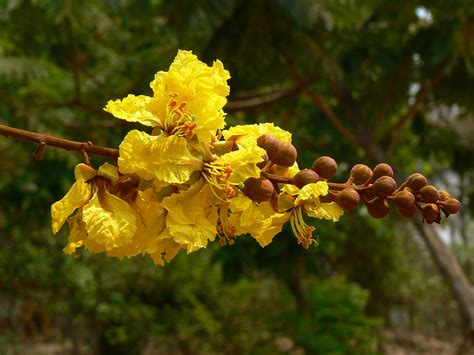 Fire Tree Flower