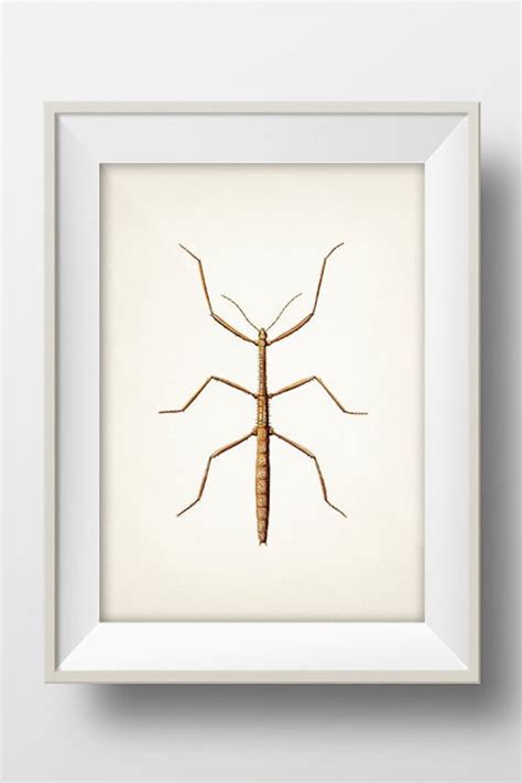 Walking Stick Insect Crafts