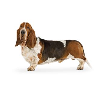 Basset Hound PNG Transparent Background Images | pngteam.com