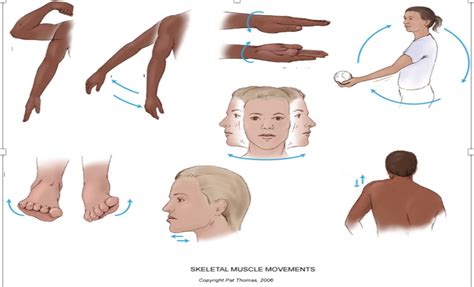 Muscle Movement Diagram