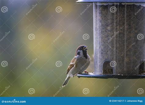 House Sparrow at the Feeding Ground Stock Image - Image of constance ...