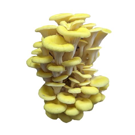 Golden Oyster Mushroom Grow Kit Tree Of Life Inc