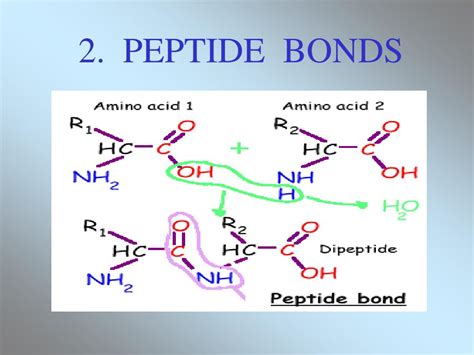 Ppt Organic Molecules The Building Blocks Of Life Powerpoint Presentation Id 442659