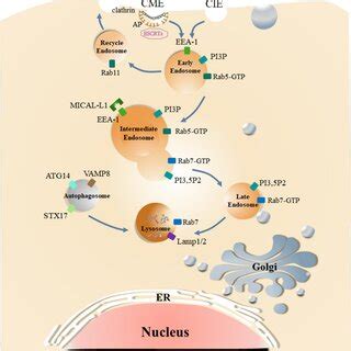 Schematic diagram of the vesicles transport process of cargo in ...