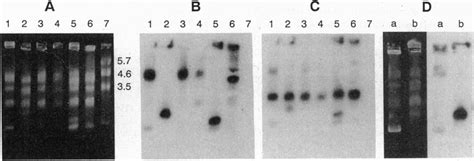 Chromosome Separations By Pulsed Field Gel Electrophoresis A