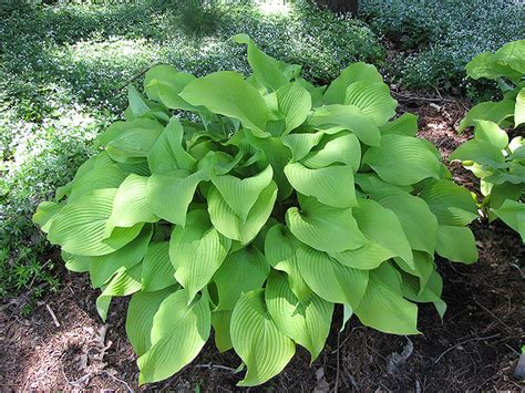 Sun Power Hosta (Hosta 'Sun Power') in Edmonton St Albert Sherwood Park ...