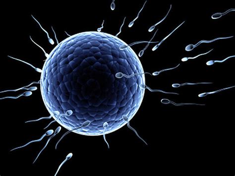 Sperm 15 Crazy Things You Should Know Sperm 15 Crazy Things You