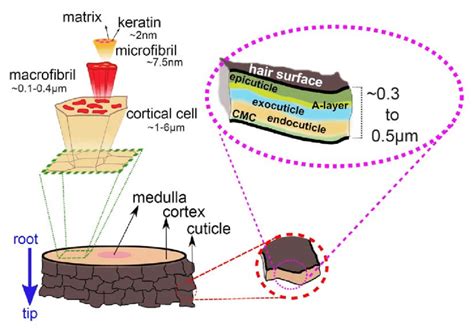 Schematic representation of the hair shaft, with a close-up view of a ...