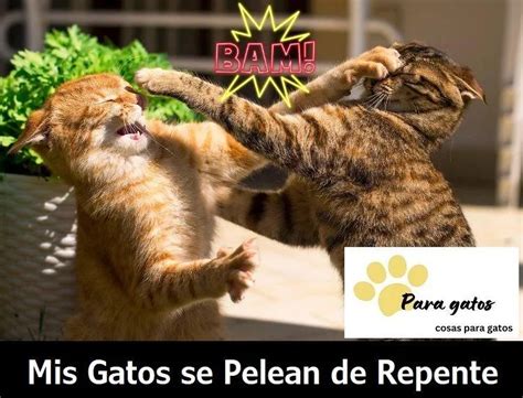 MIS GATOS SE LLEVAN MAL DE REPENTE Conflictos Gatunos