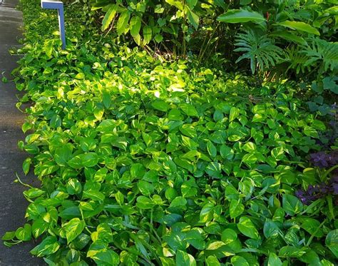 Epipremnum Aureum A Popular Evergreen Flowering House Creeper Plant