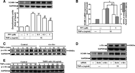 Tumor Necrosis Factor Alpha Induces VCAM 1 Mediated Inflammation Via C