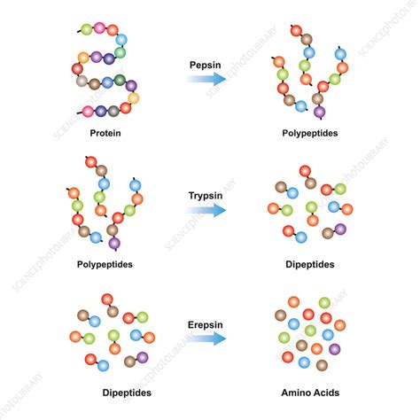 Enzymes breaking down protein, illustration - Stock Image - F038/1034 - Science Photo Library