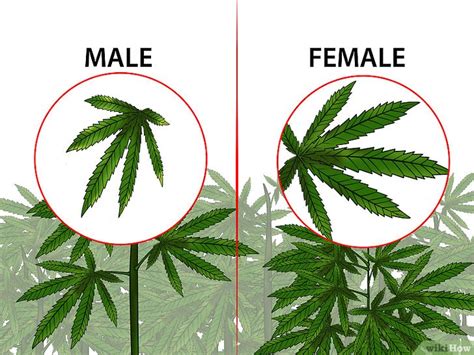 Como Identificar Se Um P De Maconha Macho Ou F Mea