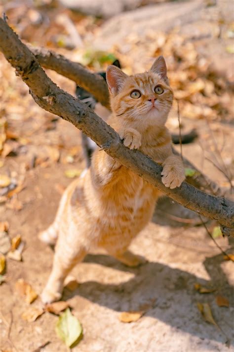 An Orange And White Cat Standing On Top Of A Tree Branch Holding Onto A