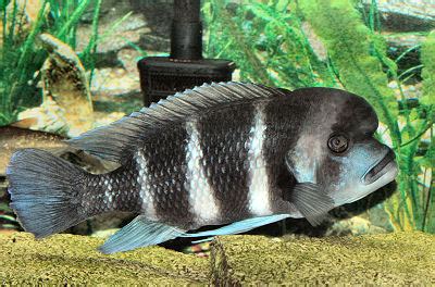 Lake Tanganyikan Cichlids Facts – Rons Cichlids