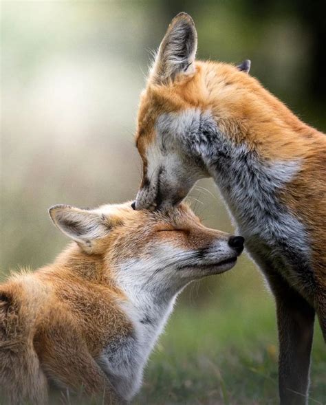 Photographer Captures Heartwarming Photos Of Foxes In Love Artofit