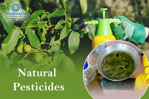 Natural Pesticides — Best alternative to chemical pesticides | by ...