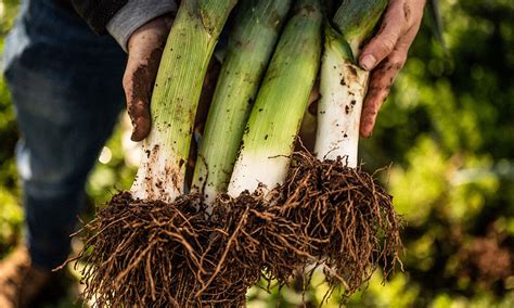 Buttered Spring Leeks Darts Farm