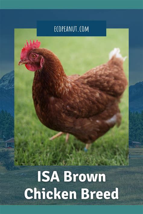 ISA Brown Chickens: A Guide to Raising and Collecting Big Brown Eggs