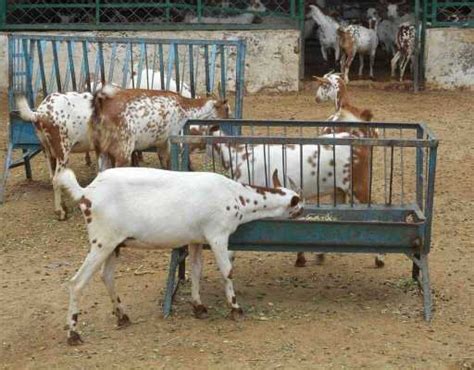 goat_barbari - LIVESTOCK FARMING