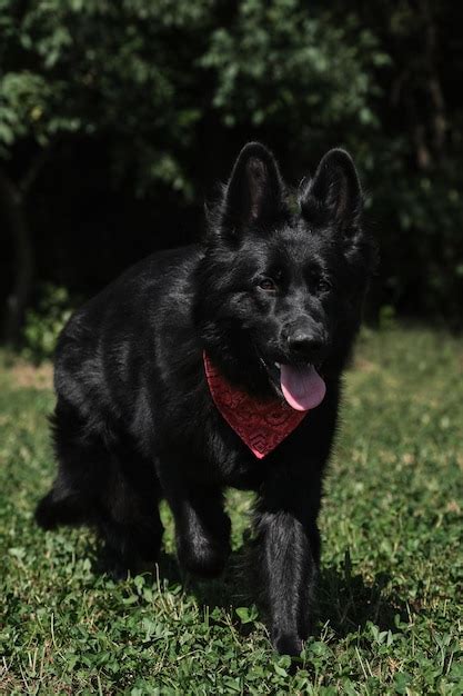 Premium Photo Black Long Haired German Shepherd With Red Bandana