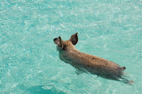 Nassau Pigs How To Go Swimming With Pigs In The Bahamas