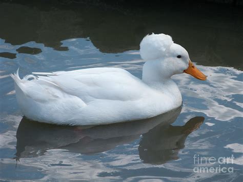 White Crested Duck Photograph by Ann Horn | Pixels