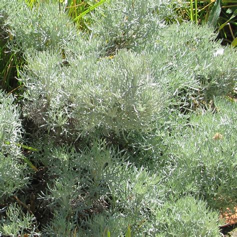 Armoise Argentée Artemisia Alba Canescens Artemisia Armeniaca