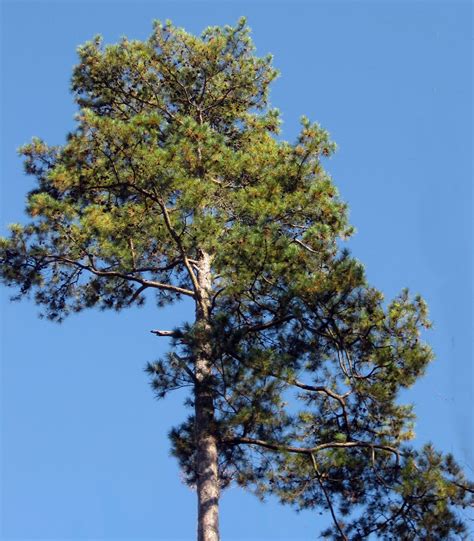 Mary Clark, Traveler: Lennox Woods and the Shortleaf Pine Tree - A Peak