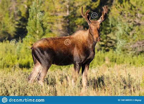 Shiras Moose In The Rocky Mountains Of Colorado Stock Image Image Of