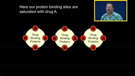 Protein Binding Youtube