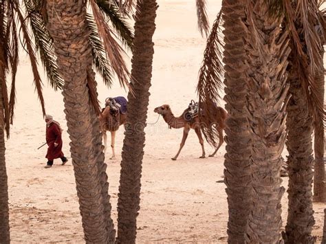 Desert of the Sahara at Douz in Tunisia Caravan of Camels on the Editorial Image - Image of ...