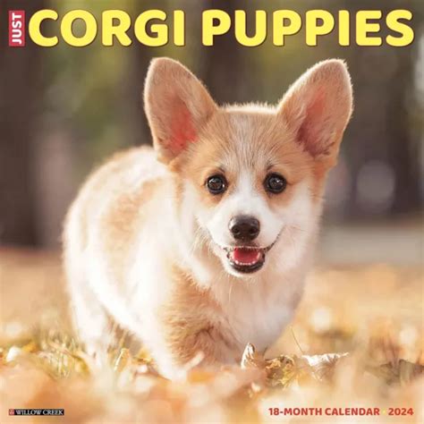 Juste Corgi Chiots Calendrier Mural Tout Neuf Eur