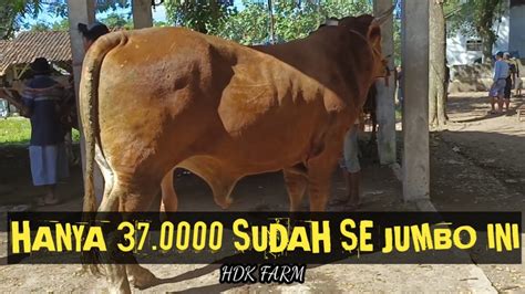 RIVIEW HARGA SAPI DI PASAR RAMBIPUJI JEMBER YouTube