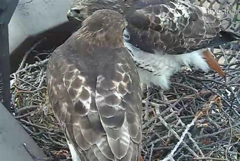 The Greenbelt: Red-tailed hawk nesting